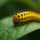 Chenille jaune et noire sur une feuille verte en macro